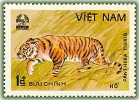 Tiger (Panthera tigris)