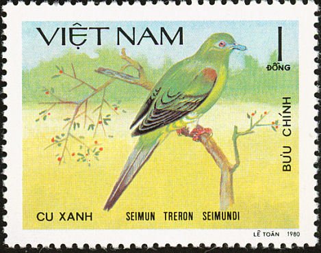 Yellow-vented Green-pigeon (Treron seimundi)