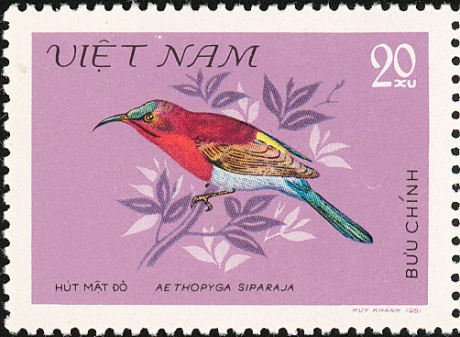 Crimson Sunbird (Aethopyga siparaja)