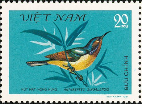 Ruby-cheeked Sunbird (Chalcoparia singalensis)