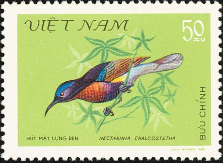 Copper-throated Sunbird (Leptocoma calcostetha)