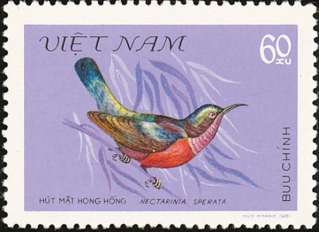 Purple-throated Sunbird (Leptocoma sperata)