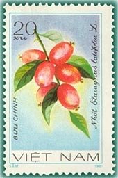 Stamp, Oleaster (elaeagnus Latifolia), Vietnam,  , Fruits