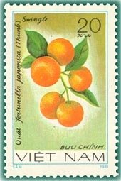 Kumquat (fortunella Japonica)