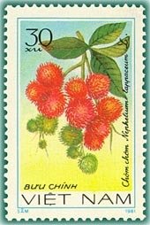 Rambutan (nephelium Lappaceum)