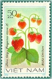 Strawberries (fragaria Vesca)