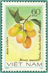 Bouea Oppositifolia