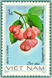 Rose Apple (syzygium Aqueum)