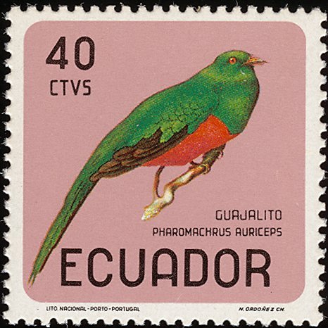 Golden-headed Quetzal (Pharomachrus auriceps)