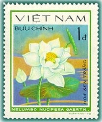 White lotus (Nelumbo nucifera)