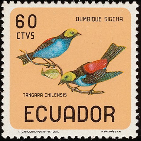 Paradise Tanager (Tangara chilensis)