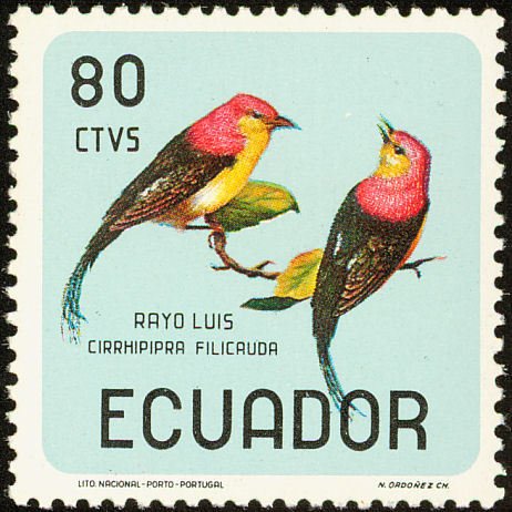 Wire-tailed Manakin (Pipra filicauda)