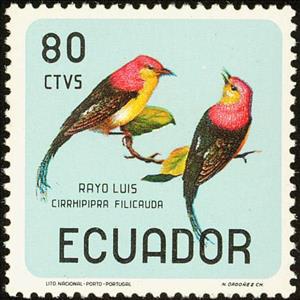 Stamp, Wire-tailed Manakin (Pipra filicauda), Ecuador,  , Birds