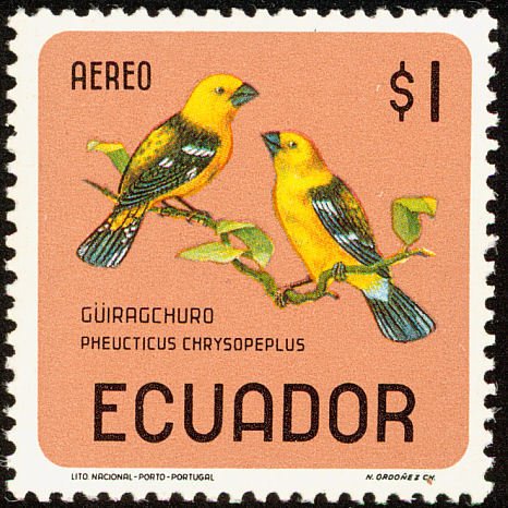 Southern Yellow Grosbeak (Pheucticus chrysogaster)