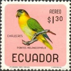 Black-headed Parrot (Pionites melanocephalus)