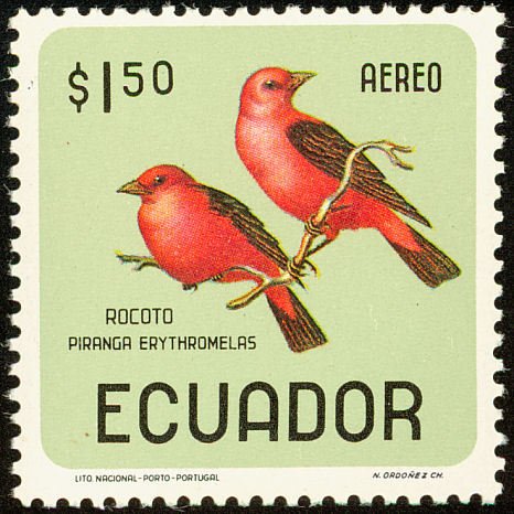 Scarlet Tanager (Piranga olivacea)