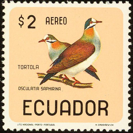 Sapphire Quail-Dove (Geotrygon saphirina)