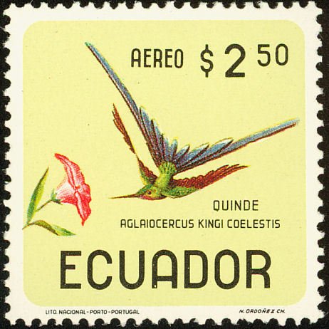 Violet-tailed Sylph (Aglaiocercus coelestis)