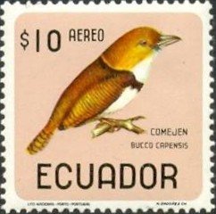 Collared Puffbird (Bucco capensis)