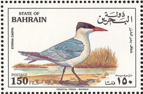 Caspian Tern (Hydroprogne caspia)  