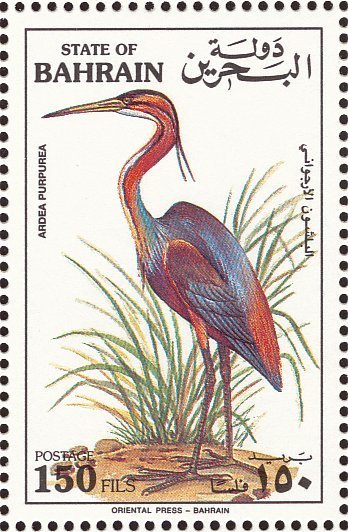 Purple Heron (Ardea purpurea)