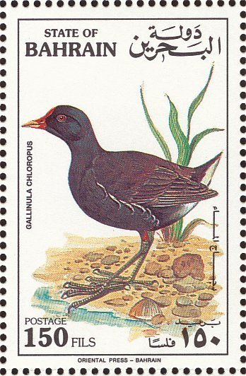 Common Moorhen (Gallinula chloropus) 