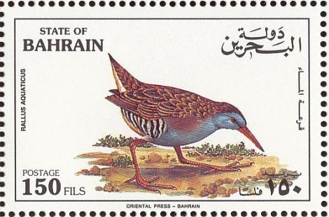 Water Rail (Rallus aquaticus) 