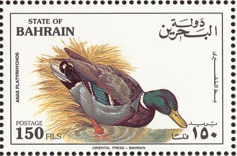 Mallard (Anas platyrhynchos)