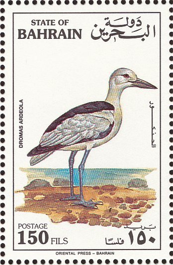 Crab-plover (Dromas ardeola) 