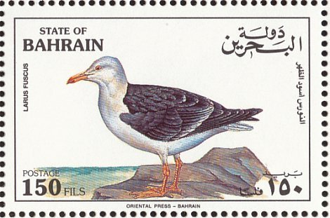 Lesser Black-Backed Gull (Larus fuscus)