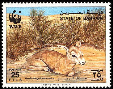 Sand Gazelle (Gazella subgutturosa marica)
