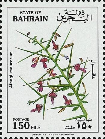 Persian mannaplant (Alhagi maurorum)