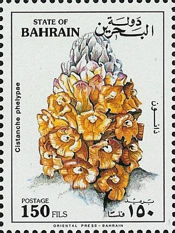 Cistanche (Cistanche phelypaea)