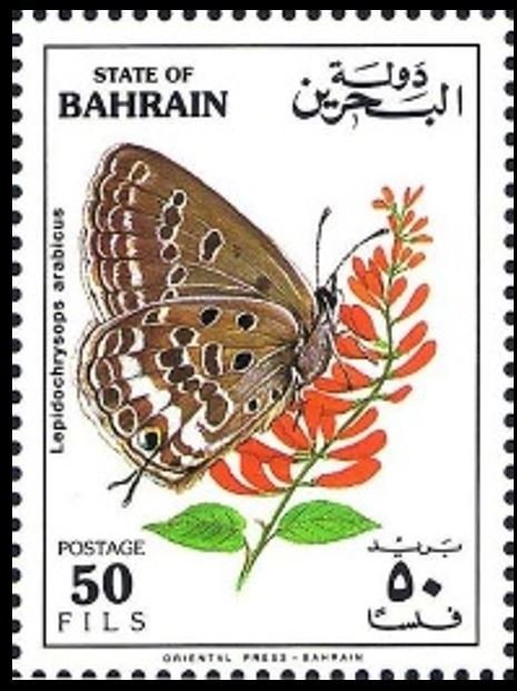 Arabian Giant Cupid (Lepidochrysops arabicus)