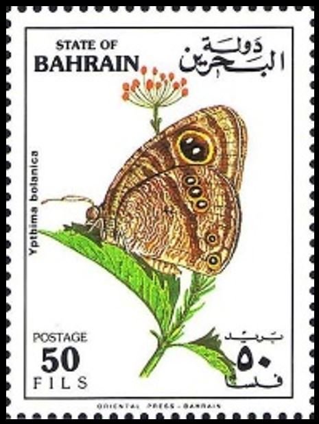 Desert Fourring (Ypthima bolanica)