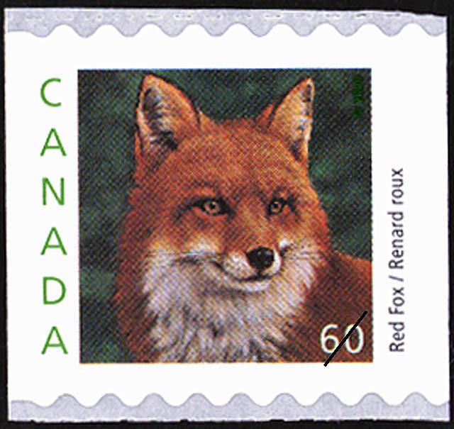 Red Fox (Vulpes vulpes)