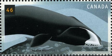 Bowhead Whale (Balaena mysticetus)