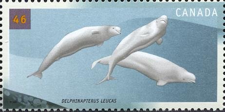 Beluga (White) Whale (Delphinapterus leucas)