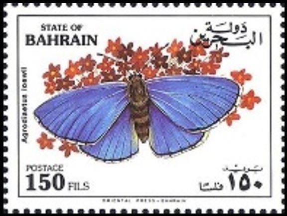 Large Jewel Blue (Agrodiaetus loewii)