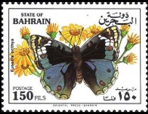 Blue Pansy (Precis orithya)