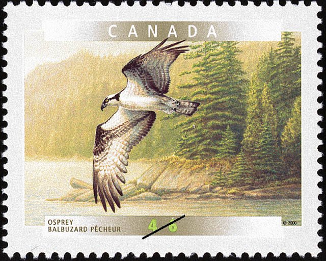 Osprey (Pandion haliaetus)