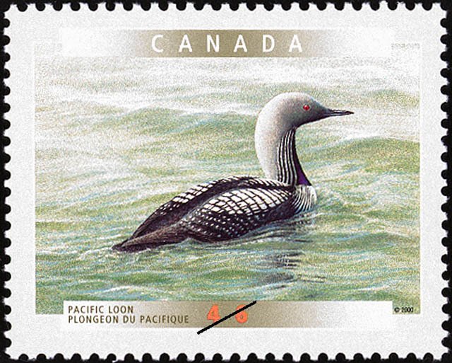 Pacific Loon (Gavia pacifica)