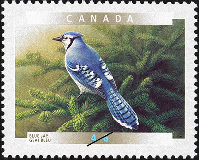 Blue Jay (Cyanocitta cristata)