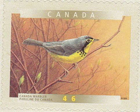 Canada Warbler (Wilsonia canadensis)