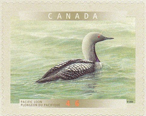 Pacific Loon (Gavia pacifica)