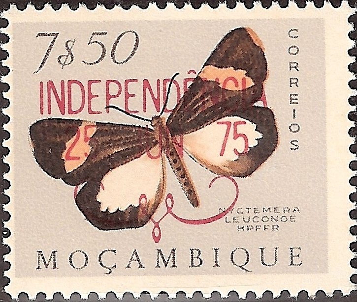 White Bear (Nyctemera leuconoe)