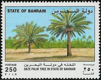 Palm grove