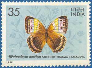 Northern Jungle Queen (Stichophthalma camadeva)