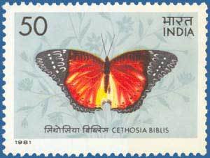 Red Lacewing (Cethosia biblis)