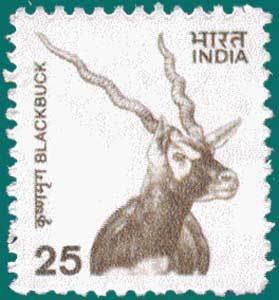 Black Buck (Antilope cervicapra) 